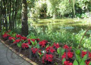 isla de guadalupe